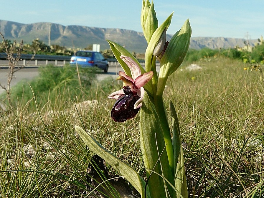 Ophrys Sipontensis